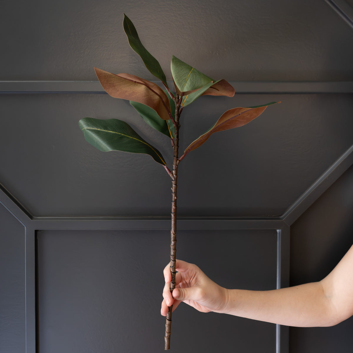 Magnolia Leaf