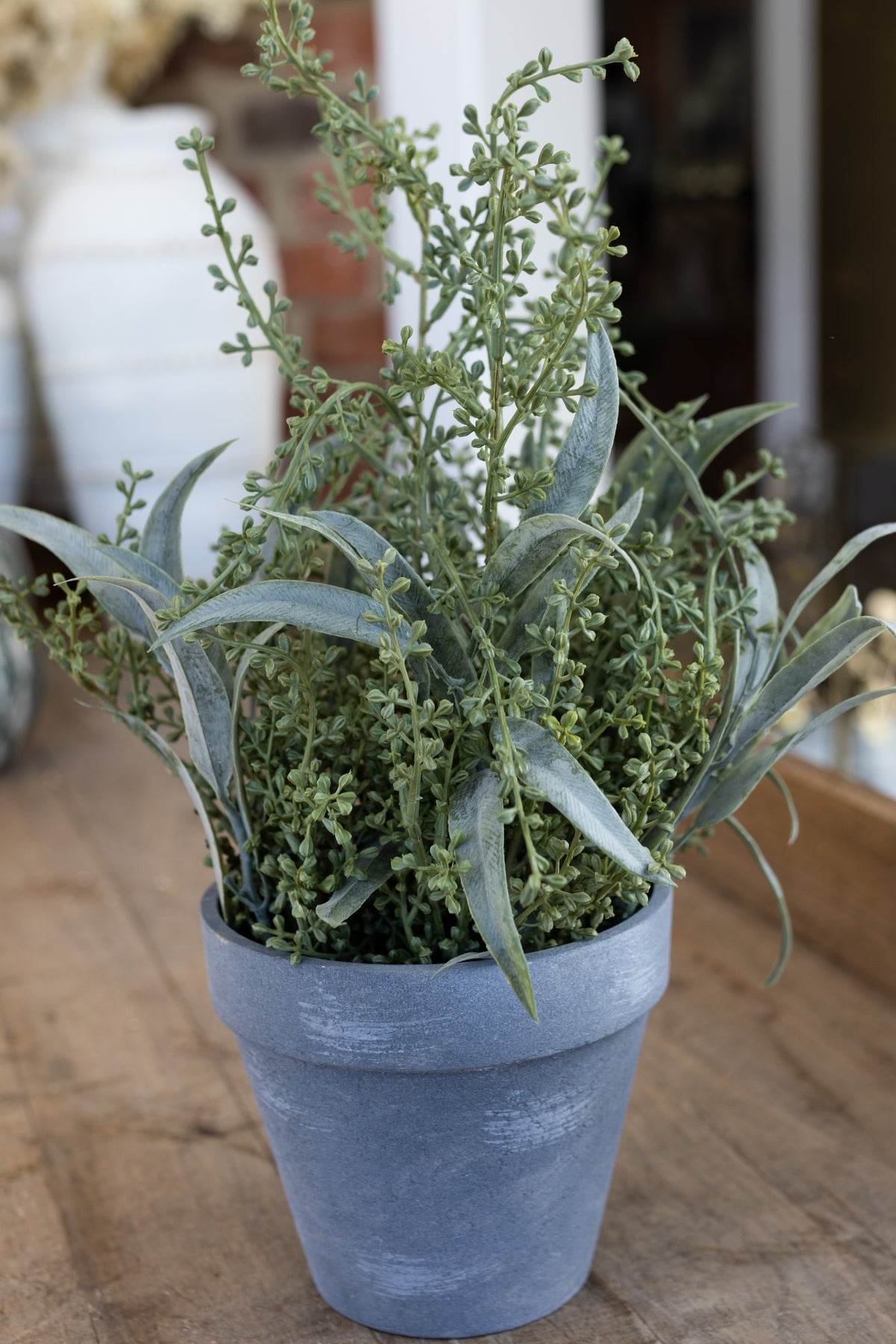 Potted Eucalyptus Plant