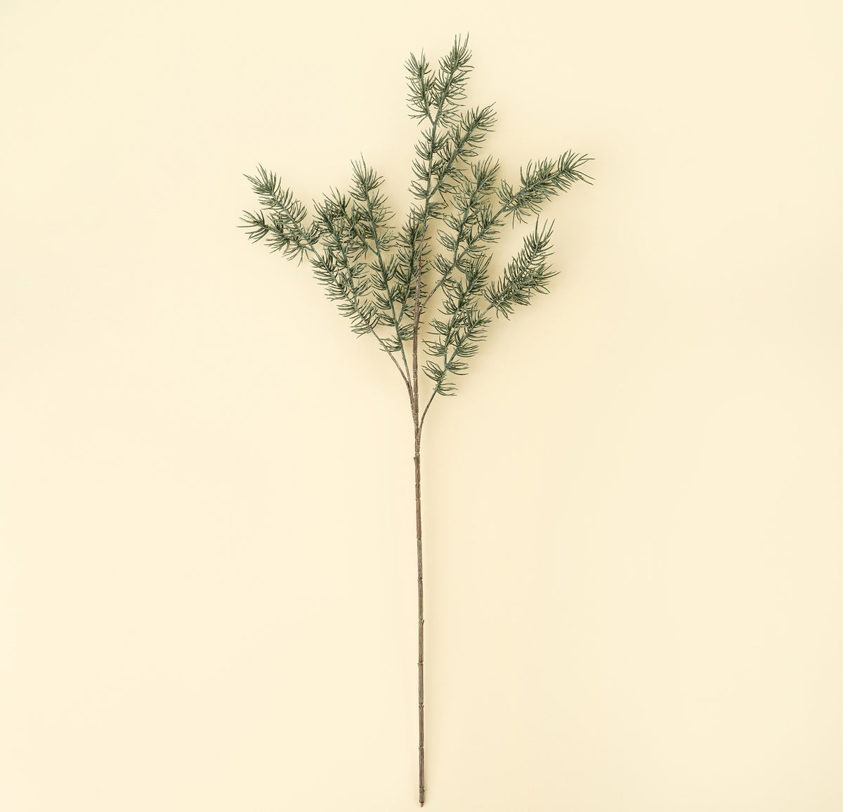 Cypress Sprig