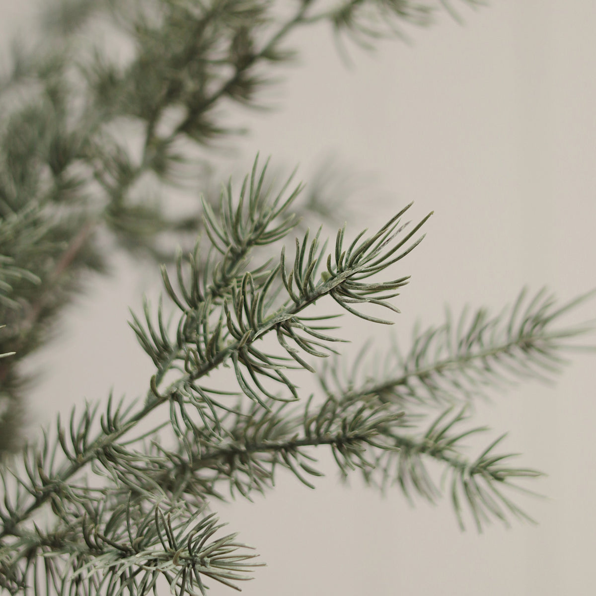 Cypress Sprig