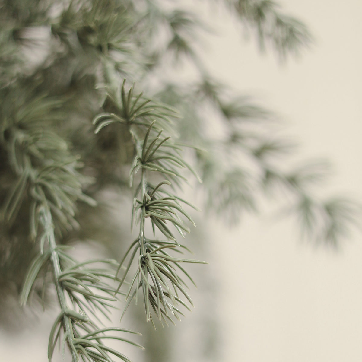 Evergreen Larch Sprig
