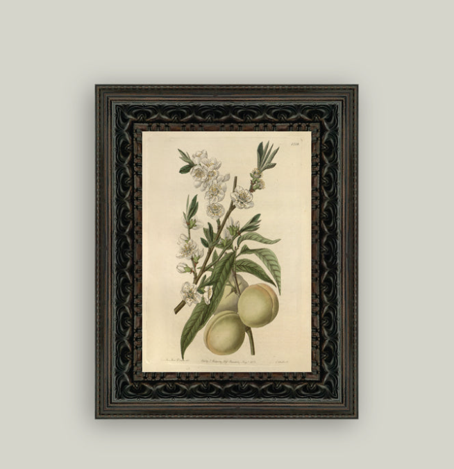 The White Peach | 5" x 7"